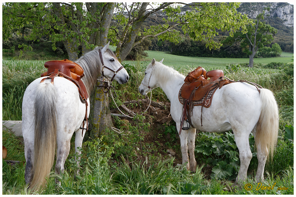 Galoi StMarc Eyguieres 25042014 021