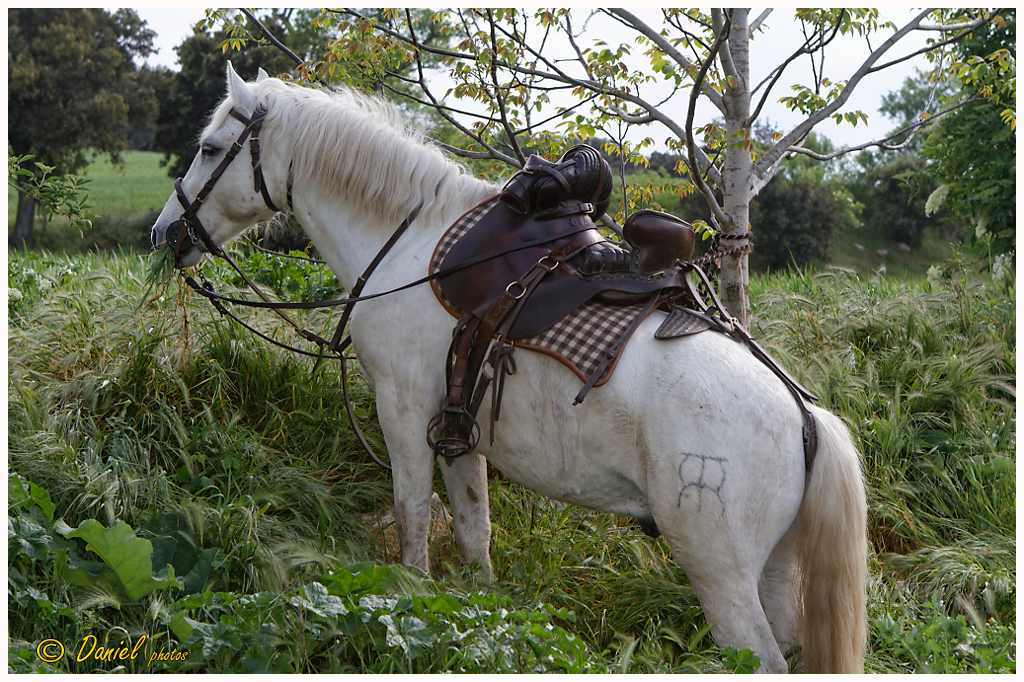 Galoi StMarc Eyguieres 25042014 022