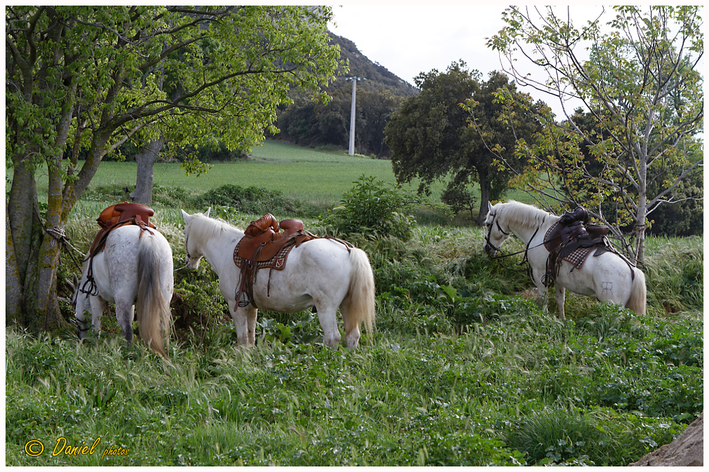Galoi StMarc Eyguieres 25042014 023