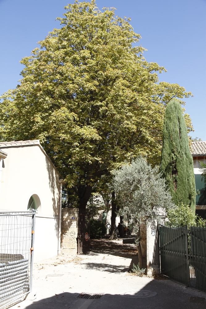Maussane 26082012 115