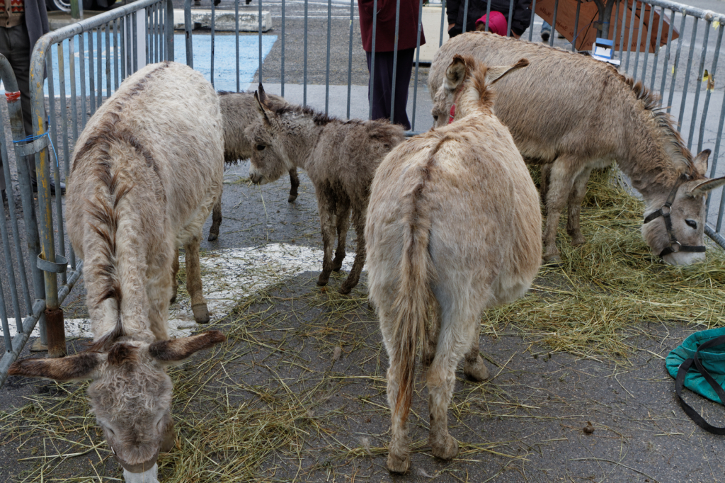 Fete de la transhumance Senas 28042013 002
