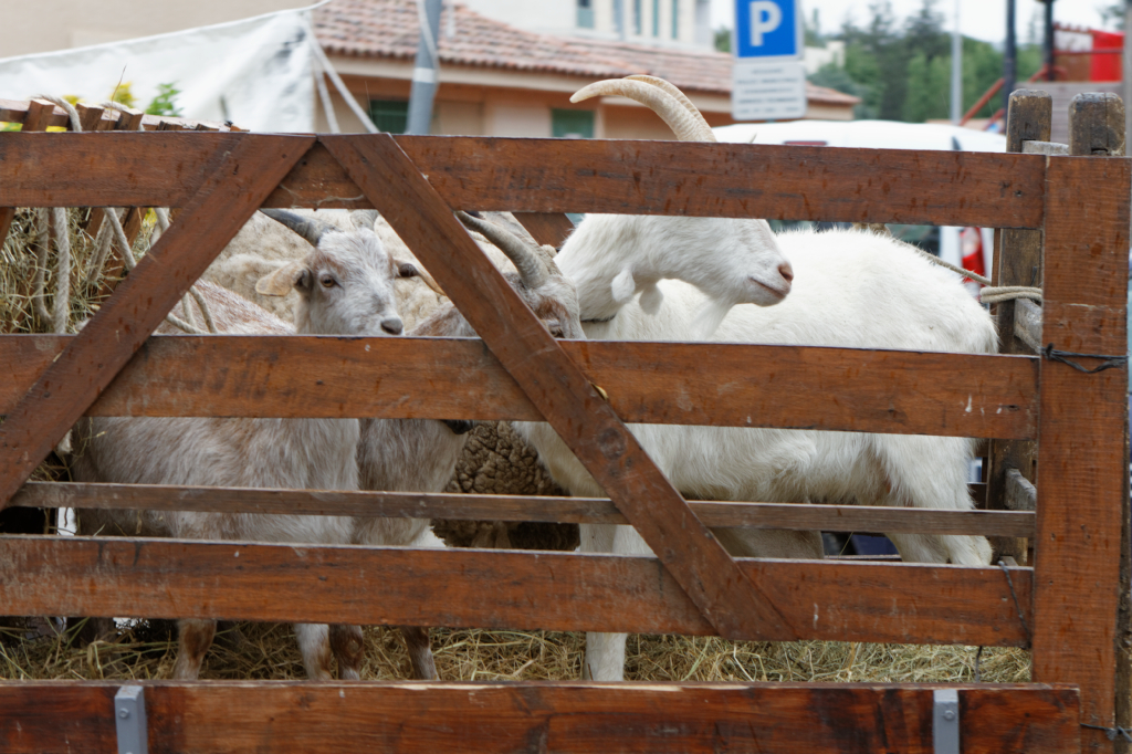 Fete de la transhumance Senas 28042013 010