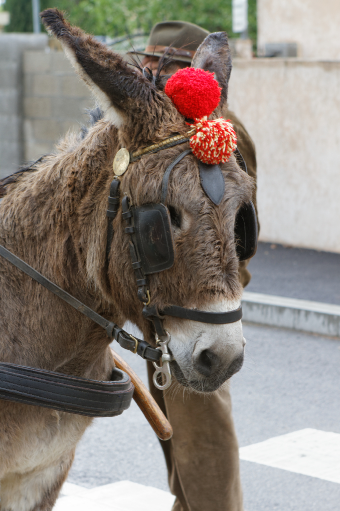 Fete de la transhumance Senas 28042013 027
