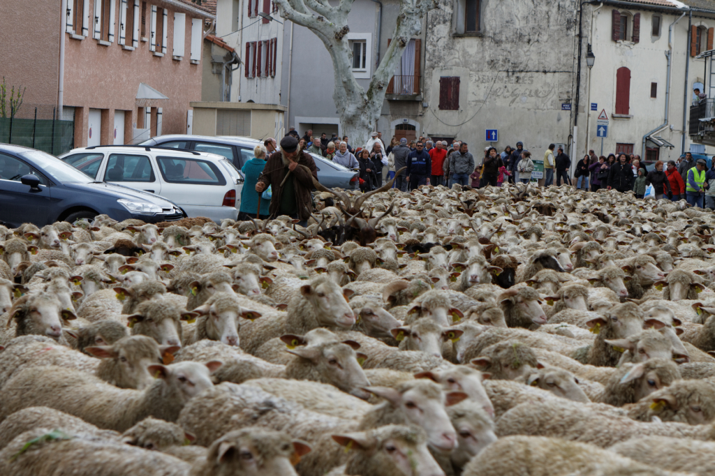 Fete de la transhumance Senas 28042013 104