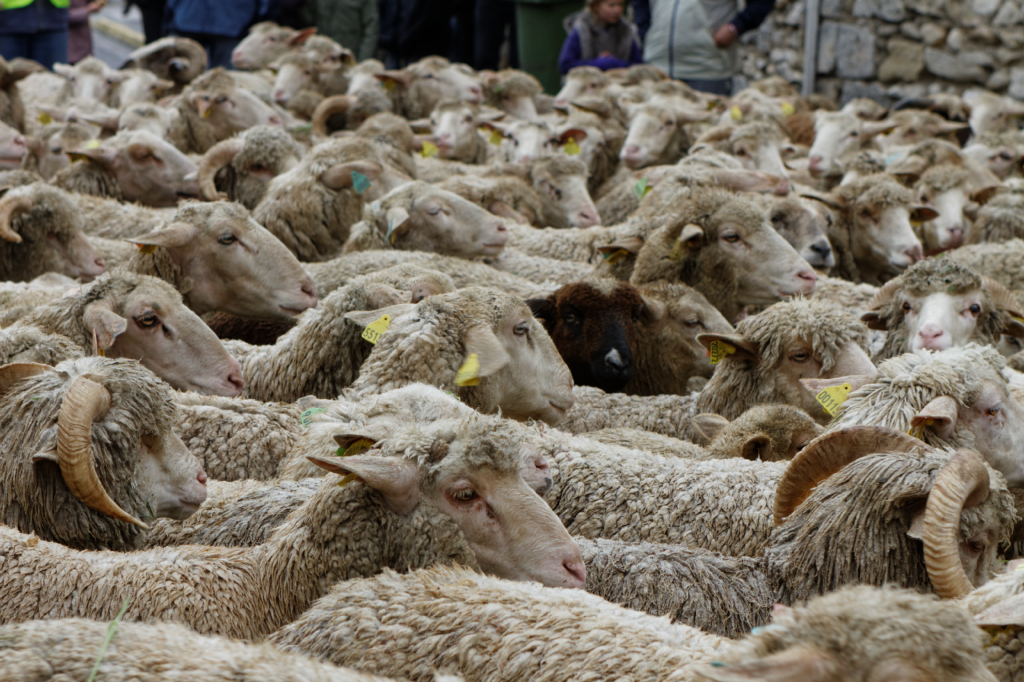 Fete de la transhumance Senas 28042013 109