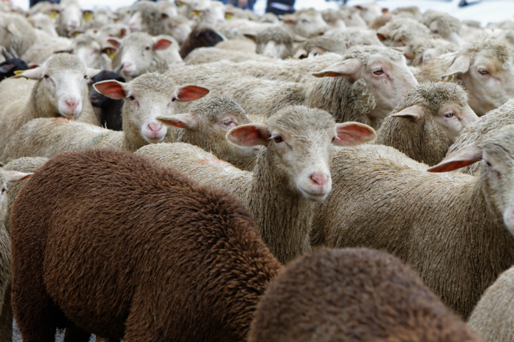 Fete de la transhumance Senas 28042013 141