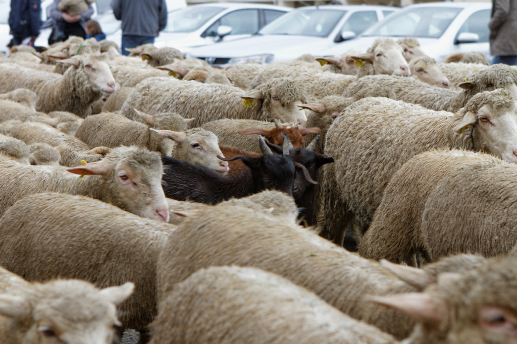 Fete de la transhumance Senas 28042013 142