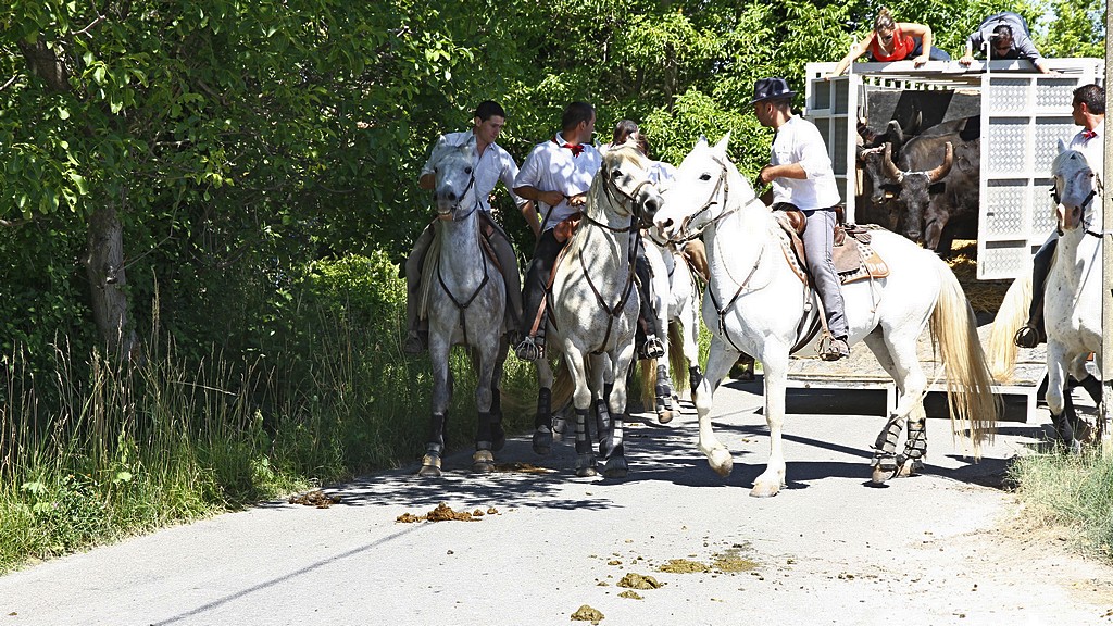Alleins taurin ricard 08062012 036