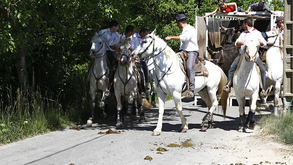 Alleins taurin ricard 08062012 037