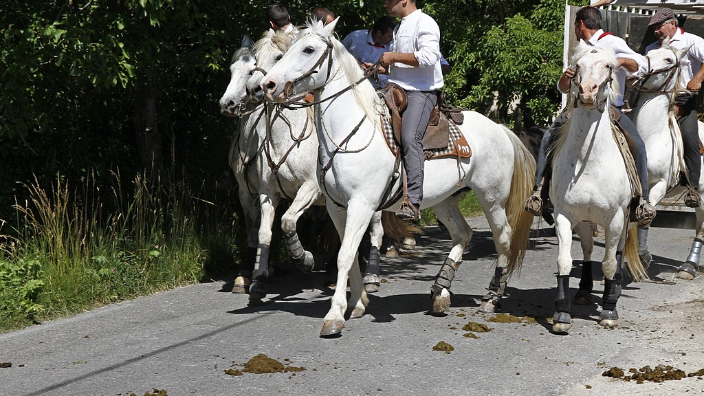 Alleins taurin ricard 08062012 038