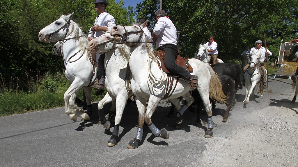 Alleins taurin ricard 08062012 040