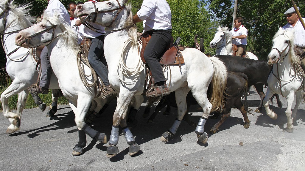 Alleins taurin ricard 08062012 041