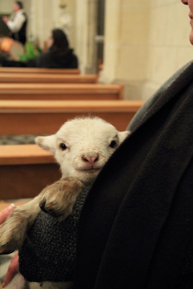 Messe de minuit 2010 l' agneau 005