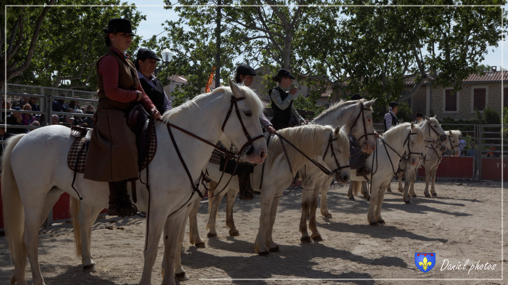 gardians-de-crau 04
