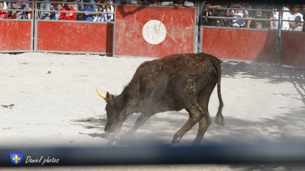 ecole-taurine-Arles 07