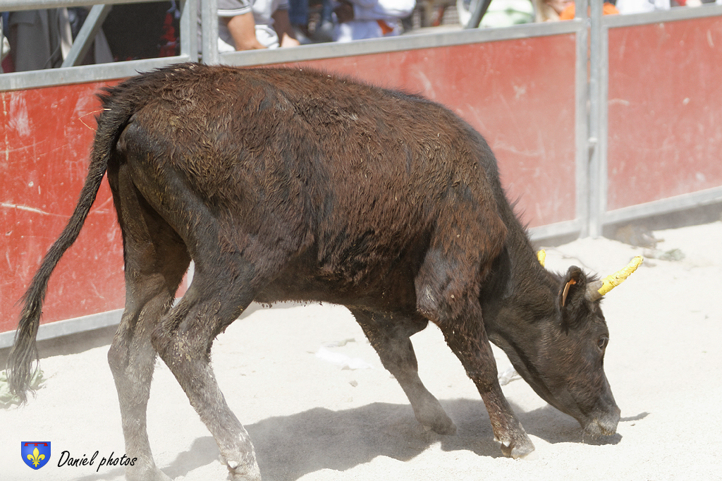 ecole-taurine-Arles 10