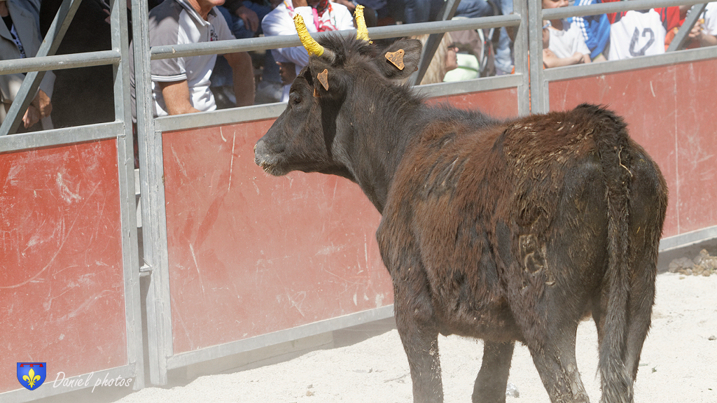 ecole-taurine-Arles 12