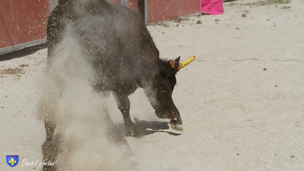 ecole-taurine-Arles 13