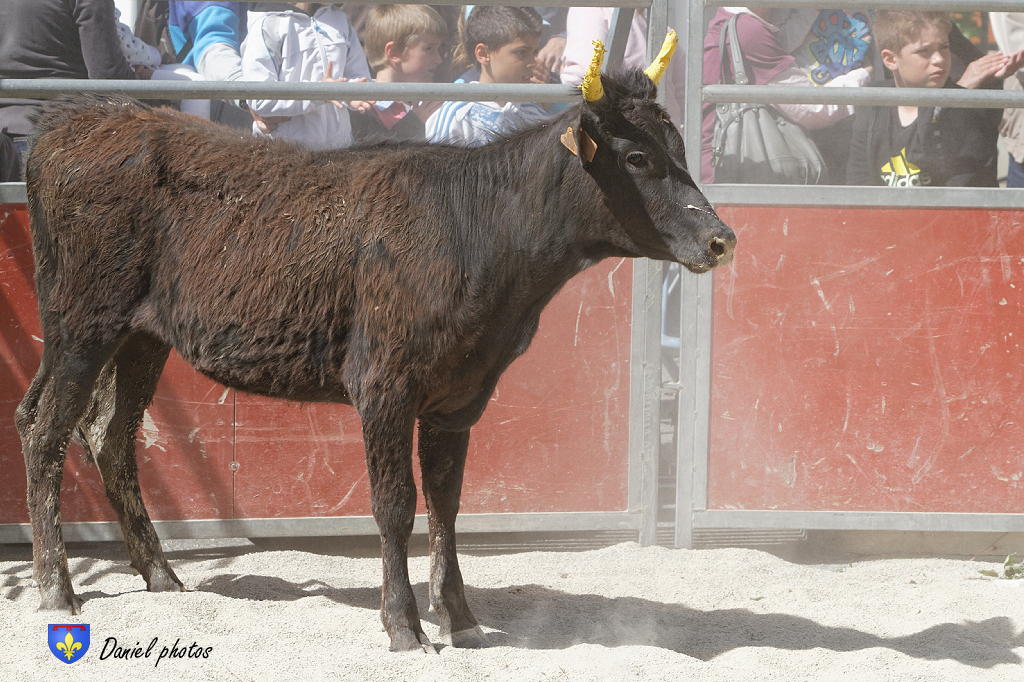 ecole-taurine-Arles 16