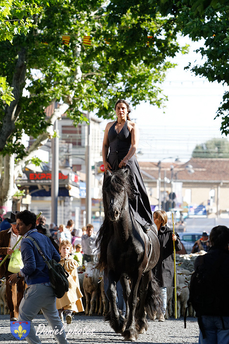 Transhumance-02062013 001