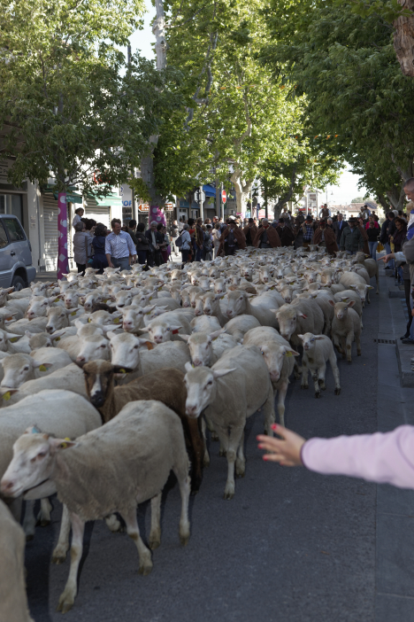 Transhumance-02062013 007