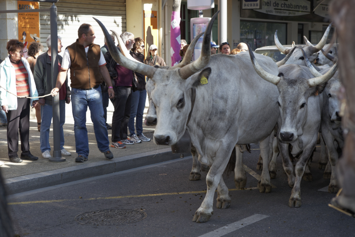 Transhumance-02062013 013