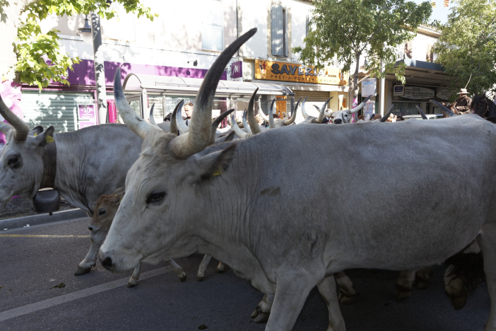 Transhumance-02062013 014