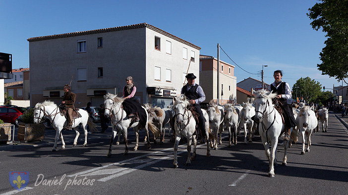 Transhumance-02062013 022