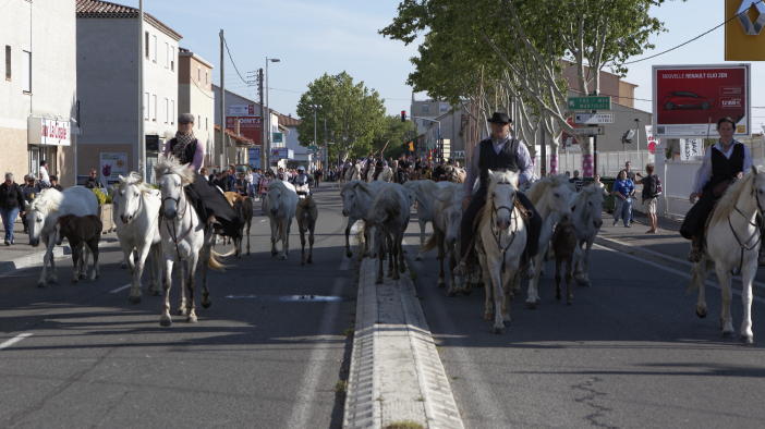 Transhumance-02062013 024