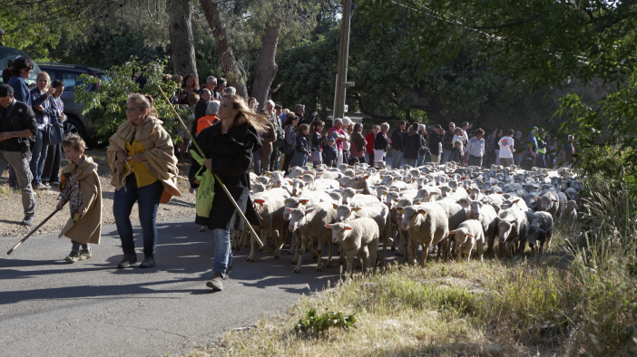 Transhumance-02062013 033