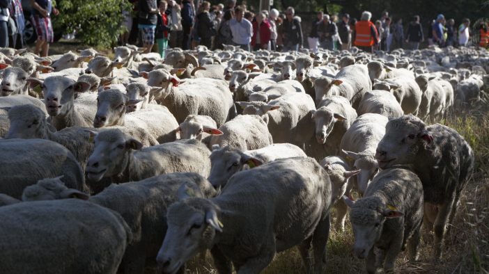 Transhumance-02062013 034