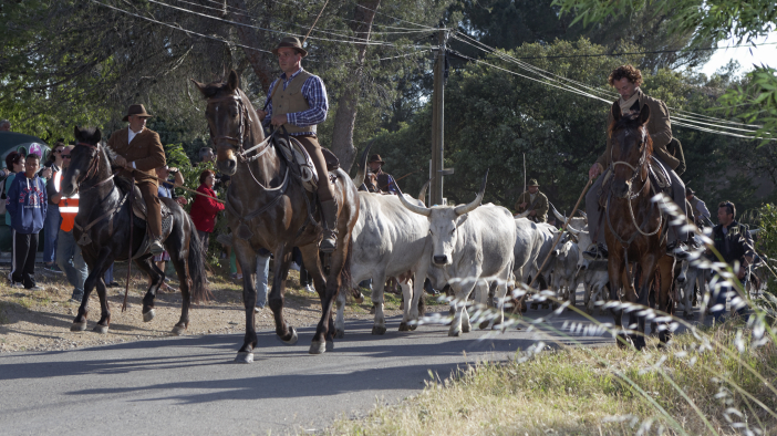 Transhumance-02062013 039