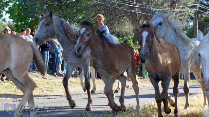 Transhumance-02062013 043